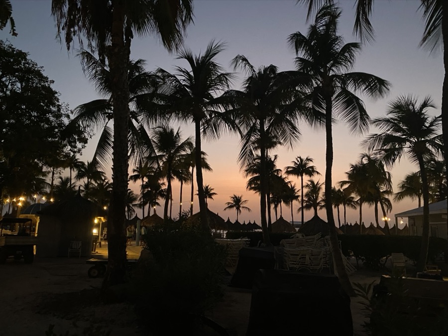 Palm Sunset