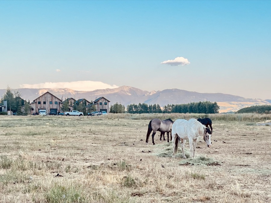 Farm Field