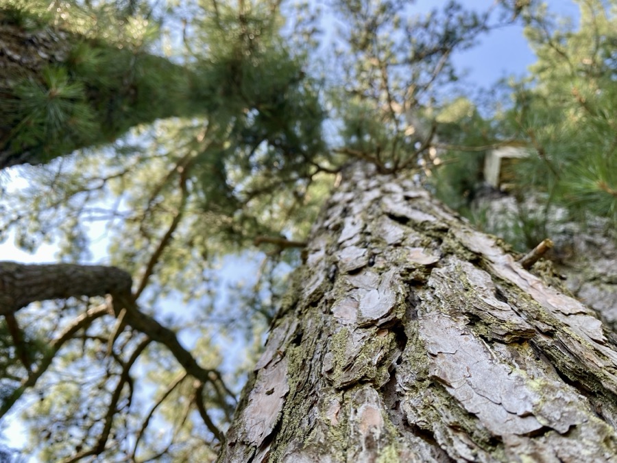 Forest Pines