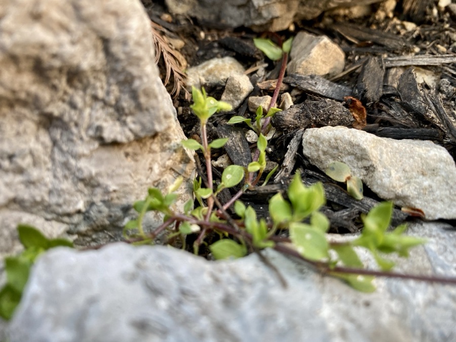 Tiny Life