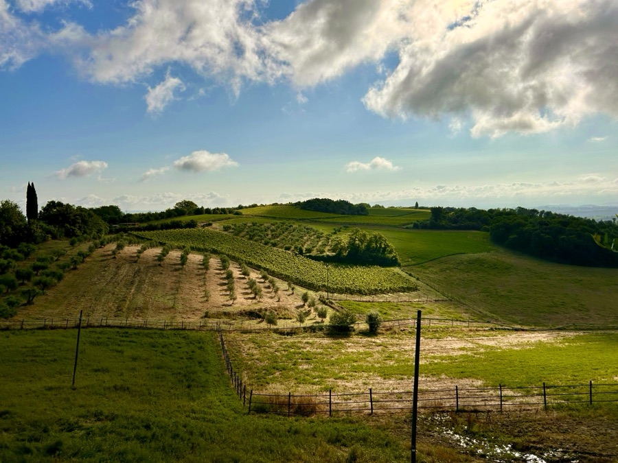 Vineyard Hills