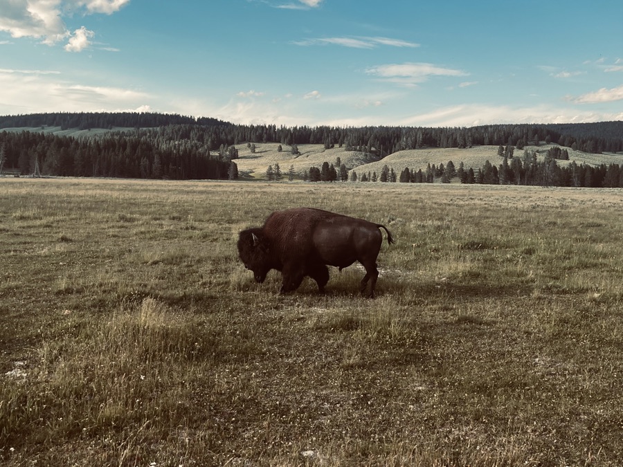 Bison Trot